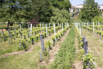 Château Le Prieuré, Saint-Emilion Grand Cru Classé